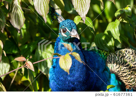 Indian Peacock or Blue Peacock, Pavo cristatus in 61677361