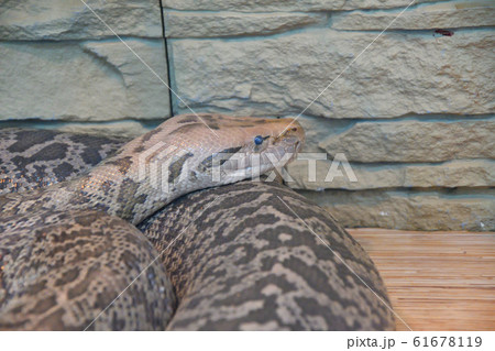 Granite python in terrarium Granite python in terrarium 61678119