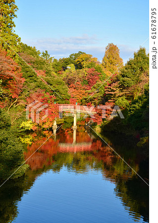 高岡古城公園 朝陽橋 紅葉の写真素材