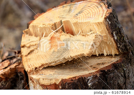 キリカブのイメージ 61678914