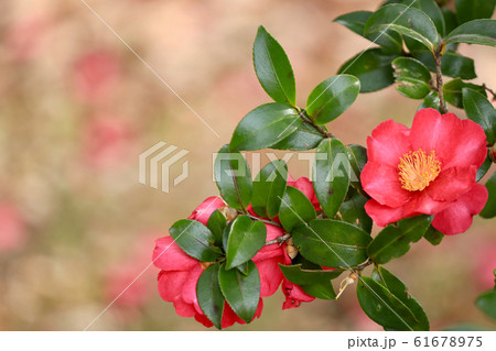 椿のイメージ 61678975