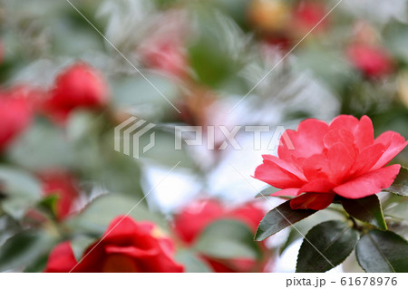 椿イメージ 61678976