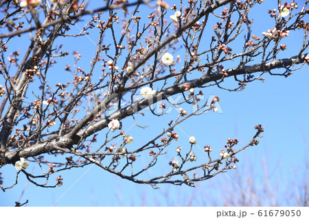 二宮金次郎像 61679050