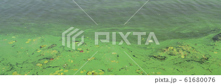 The surface of an old swamp covered with duckweed 61680076