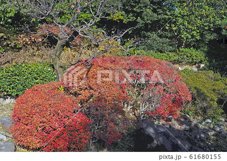 白鳥庭園点景 61680155