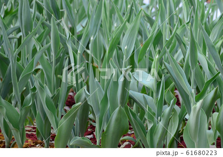 Lots of green stems from red tulips grow in a 61680223