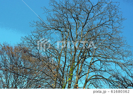 白鳥庭園点景 61680362