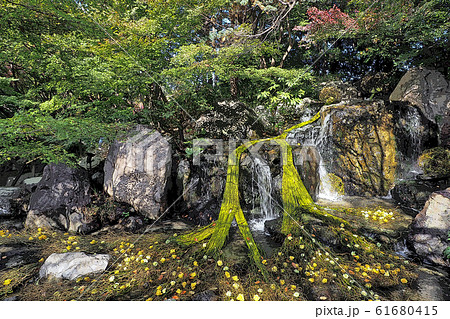 白鳥庭園点景 61680415