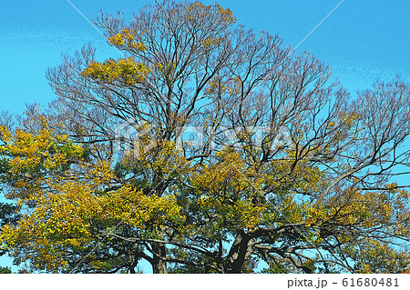 白鳥庭園点景 61680481