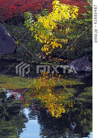 白鳥庭園点景 61680487