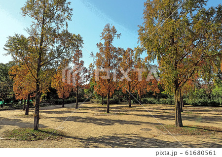 白鳥庭園点景 61680561