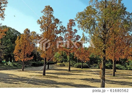 白鳥庭園点景 61680562