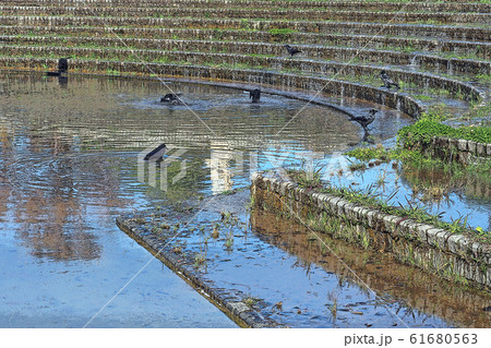白鳥庭園点景 白鳥庭園点景 61680563