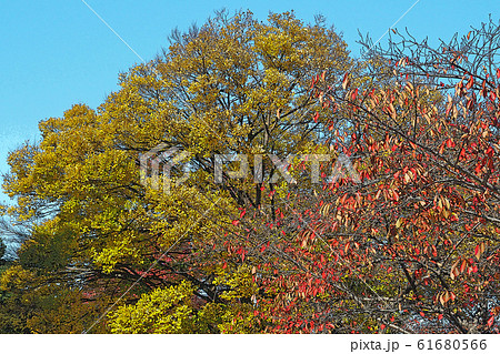 白鳥庭園点景 61680566