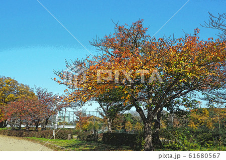 白鳥庭園点景 61680567