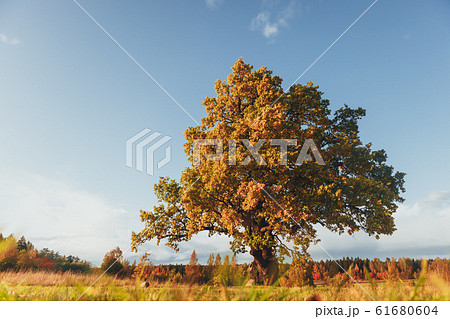 oak tree with yellow foliage at sunny autumn day 61680604
