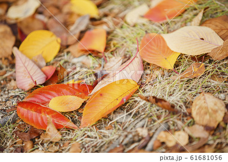 Colorful autumn landscape in the park and the countryside. Beautiful flowers and trees in the autumn season. 261 Colorful autumn landscape in the park and the countryside. Beautiful flowers and trees in the autumn season. 261 61681056