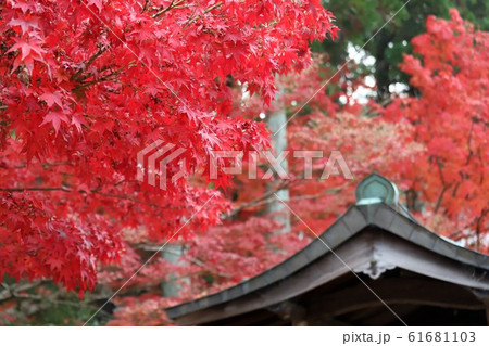 一休寺の紅葉 61681103