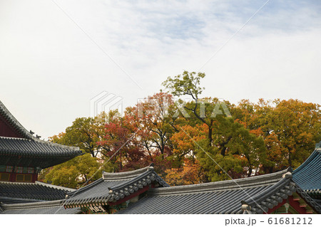 Colorful autumn landscape in the park and the countryside. Beautiful flowers and trees in the autumn season. 356 61681212