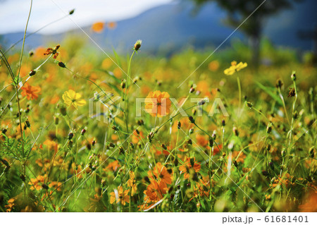Colorful autumn landscape in the park and the countryside. Beautiful flowers and trees in the autumn season. 087 61681401
