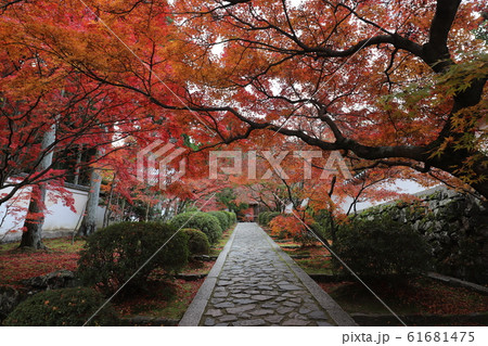 一休寺の紅葉 61681475