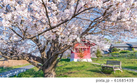 埼玉県 見沼田んぼの春 満開の桜と見沼弁天堂 埼玉県 見沼田んぼの春 満開の桜と見沼弁天堂 61685439