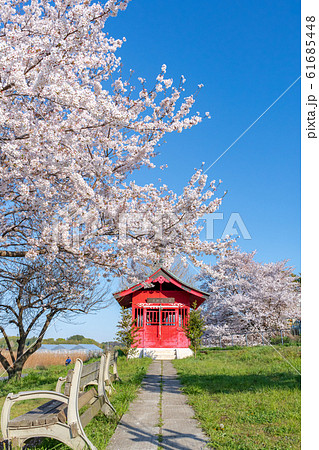 埼玉県　見沼田んぼの春　満開の桜と見沼弁天堂 61685448