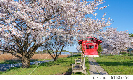 埼玉県 見沼田んぼの春 満開の桜と見沼弁天堂 埼玉県 見沼田んぼの春 満開の桜と見沼弁天堂 61685450