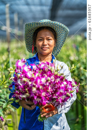 Portrait asian gardener of orchid gardening farm, The purple orchids are blooming in the garden farm, Happiness worker holding bundle of blossom, Purple orchids in farming of bangkok, thailand. 61685957