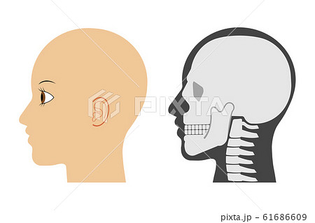 人の横顔と頭蓋骨のイラスト素材