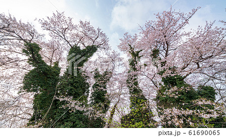 埼玉県　春　見沼田んぼの桜 61690065