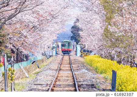 真岡鉄道 菜の花と桜並木の中を走る電車 真岡鉄道 菜の花と桜並木の中を走る電車 61692307