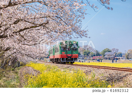 真岡鉄道 菜の花と桜並木の中を走る電車の写真素材