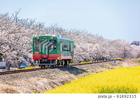 真岡鉄道 菜の花と桜並木の中を走る電車の写真素材