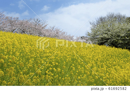 菜の花 61692582