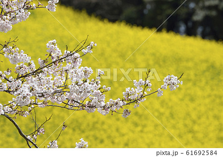 菜の花 61692584