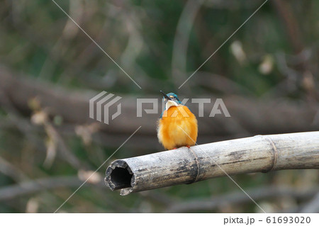 カワセミ 61693020