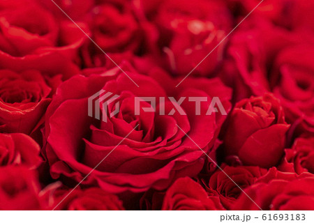 バラの花束 バラの花束 61693183