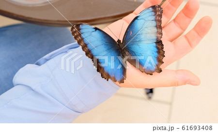 Big blue butterfly sits on a male hand. close-up. Big blue butterfly sits on a male hand. close-up. 61693408