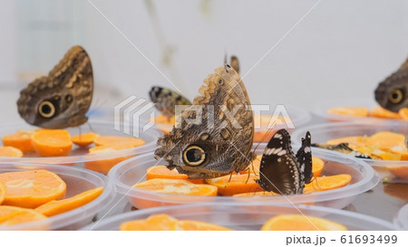 brown large butterflies drinks nectar on citrus fruits. Butterfly on oranges. close-up. brown large butterflies drinks nectar on citrus fruits. Butterfly on oranges. close-up. 61693499