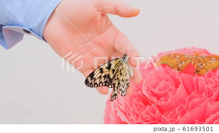 Butterflies are sitting on a large pink flower. The male hand takes one butterfly. Butterflies are sitting on a large pink flower. The male hand takes one butterfly. 61693501
