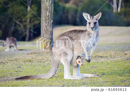 カンガルー親子の写真素材 [61693613] - PIXTA