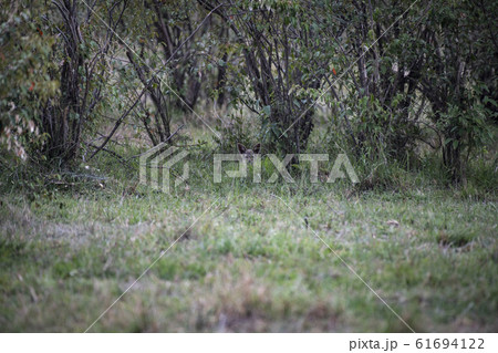 セグロジャッカルの赤ちゃん発見 61694122