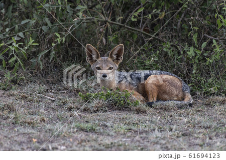 セグロジャッカル 61694123