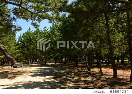 白鳥海岸の松原 61694254