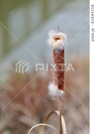 ガマの穂 61694258