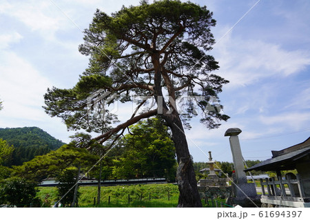 安曇野市(旧安楽寺跡の石造宝篋印塔と松) 安曇野市(旧安楽寺跡の石造宝篋印塔と松) 61694397