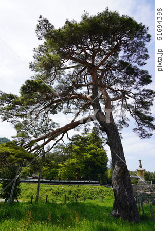 安曇野市（旧安楽寺跡の石造宝篋印塔と松） 61694398