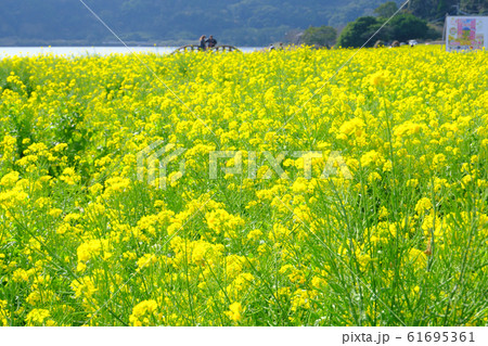 満開の菜の花が咲く池田湖の橋の上にいるカップル 61695361