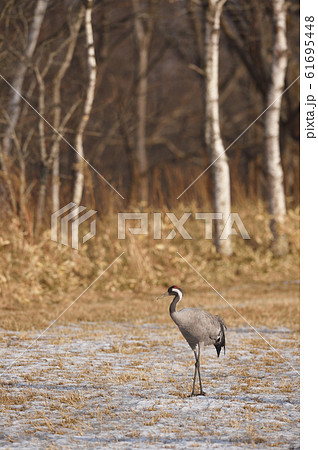 珍しい！北海道に現れたクロヅル 61695448